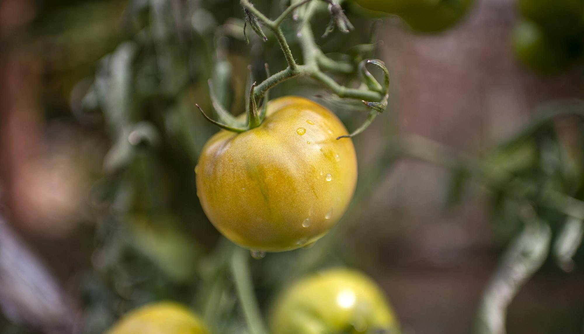 Un tomate huerta